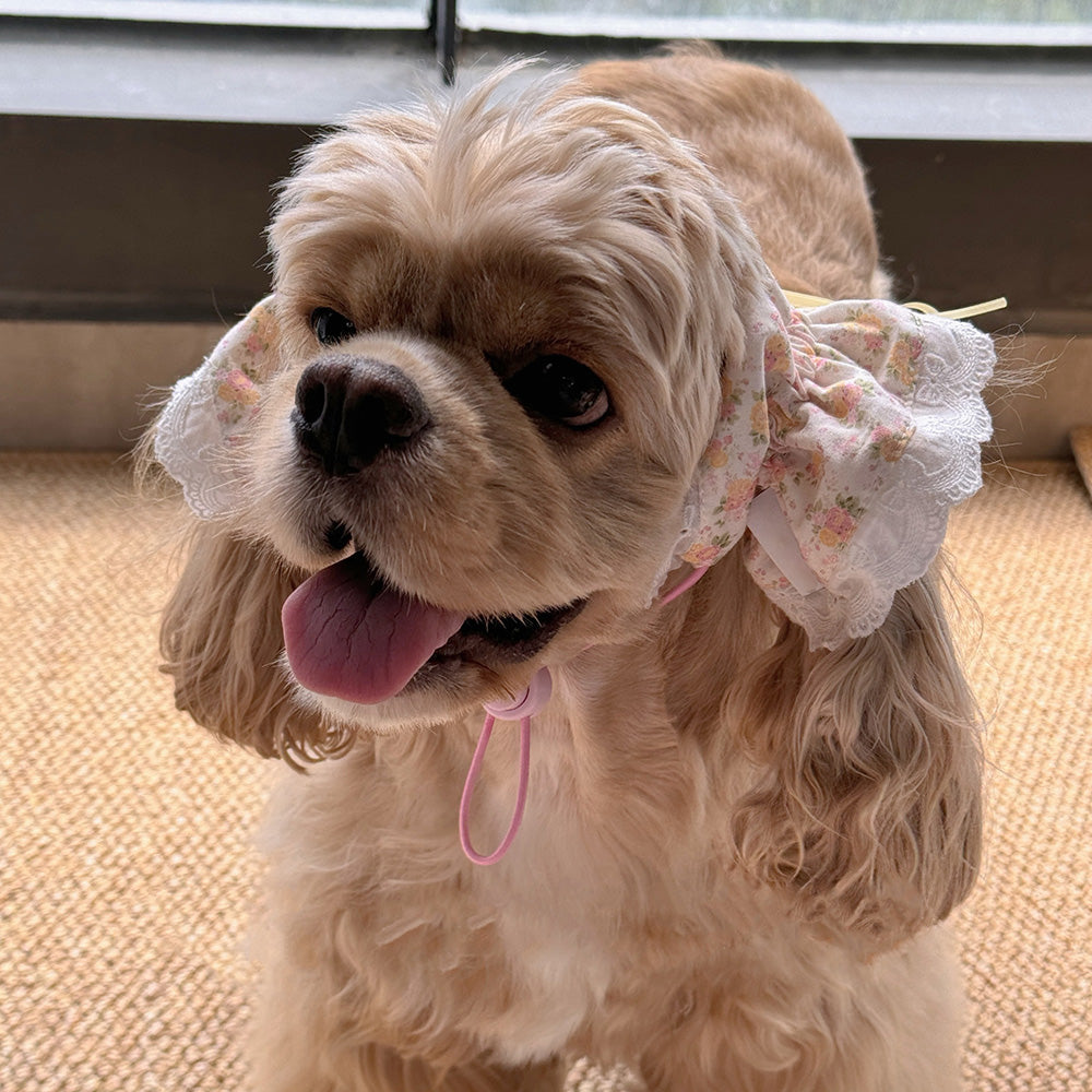 Collection Of Wide-brimmed Dog Headwear For Beautiful Photos