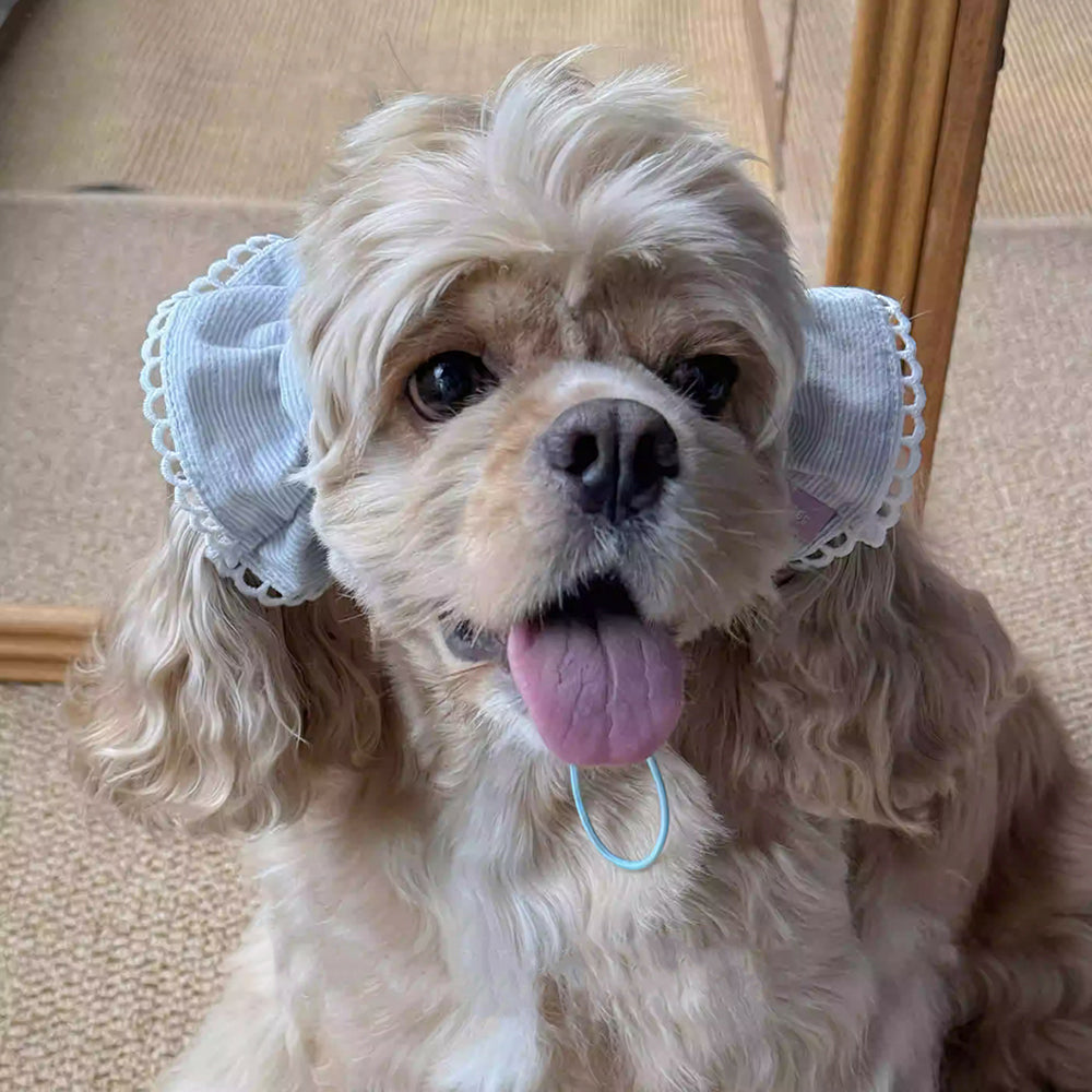 Handmade Dog Headwear Collection To Dress Up Big Eared Dogs