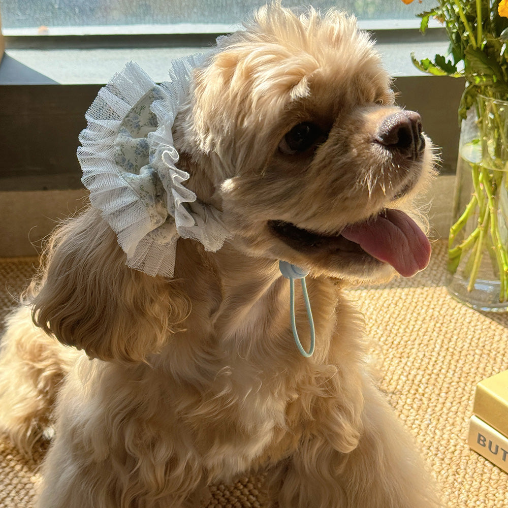 Collection Of Wide-brimmed Dog Headwear For Beautiful Photos