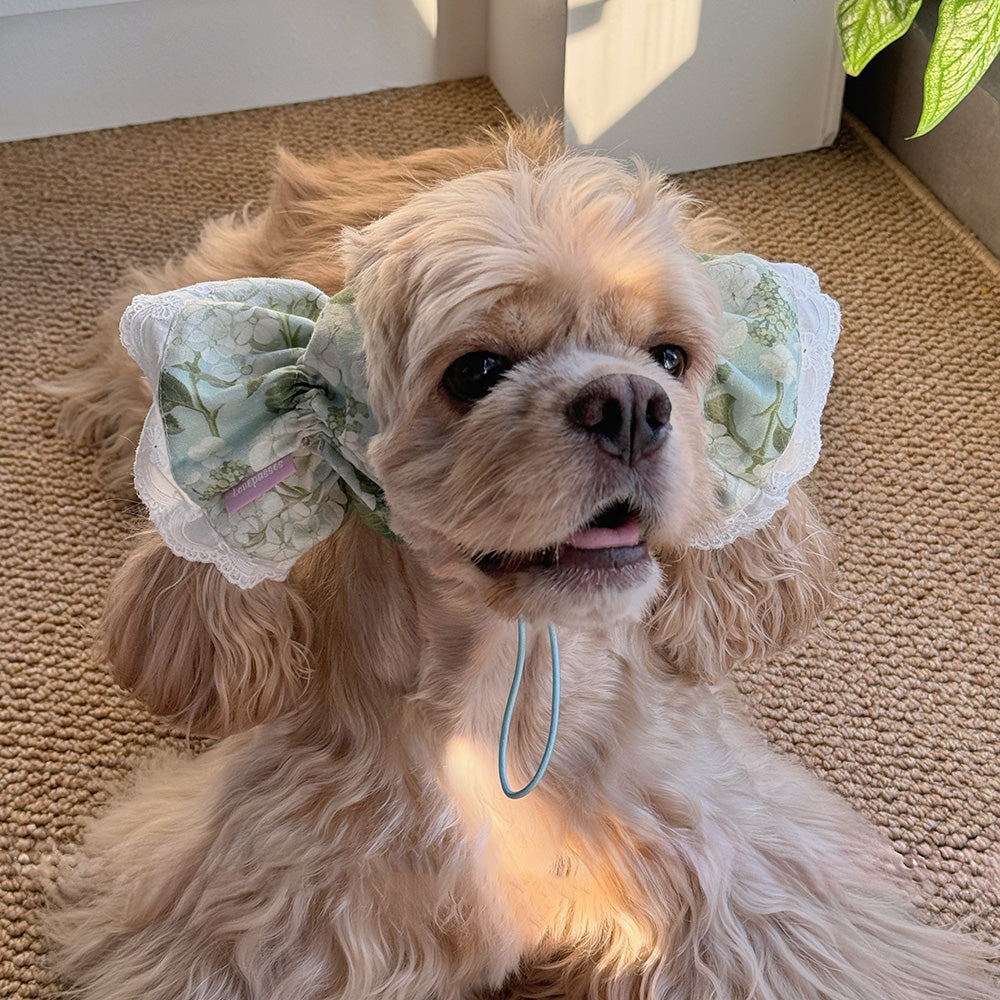 Collection Of Wide-brimmed Dog Headwear For Beautiful Photos