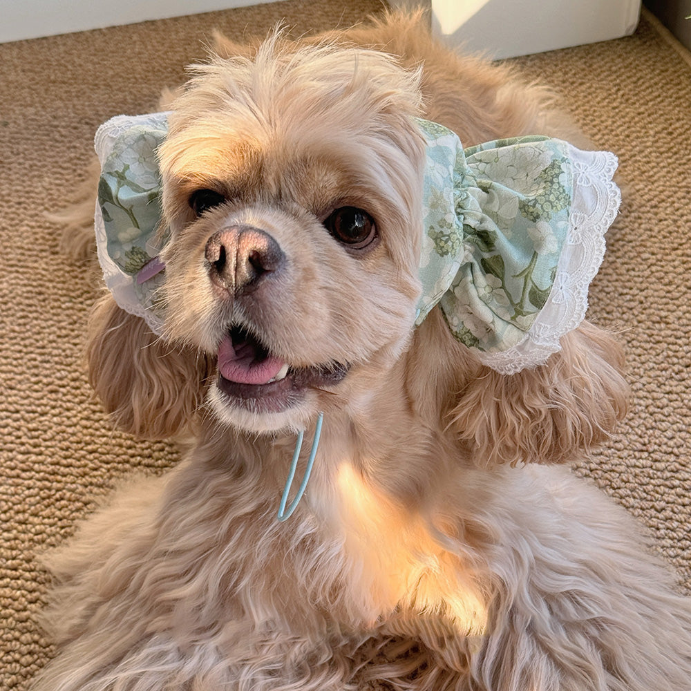 Collection Of Wide-brimmed Dog Headwear For Beautiful Photos