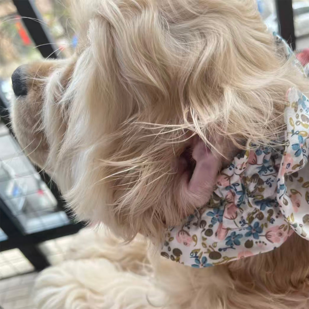 Bow Snood for Long Eared Dogs