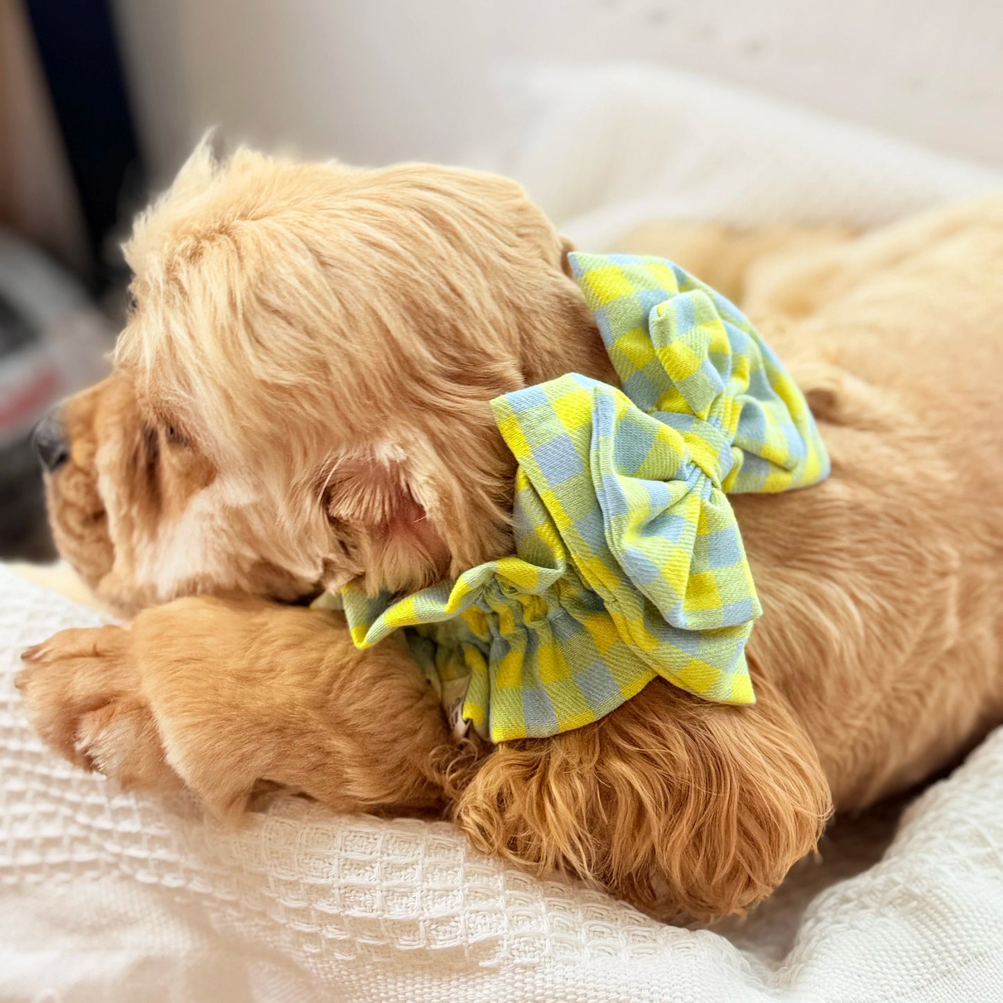 Bow Snood for Long Eared Dogs