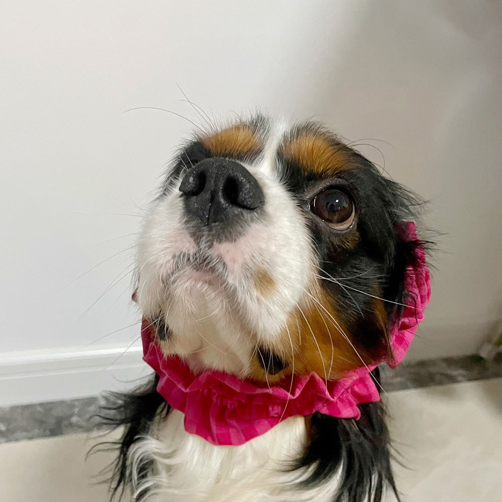 Dog Snoods for Big-eared Dogs Bow-tie Style