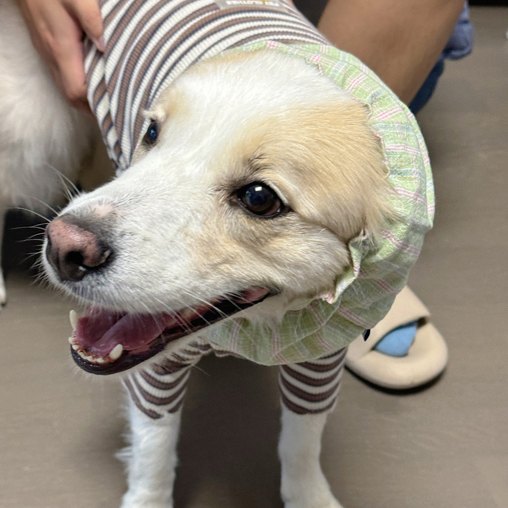 Springer Collie Dog Snoods, Exclusive for Big-headed Dogs