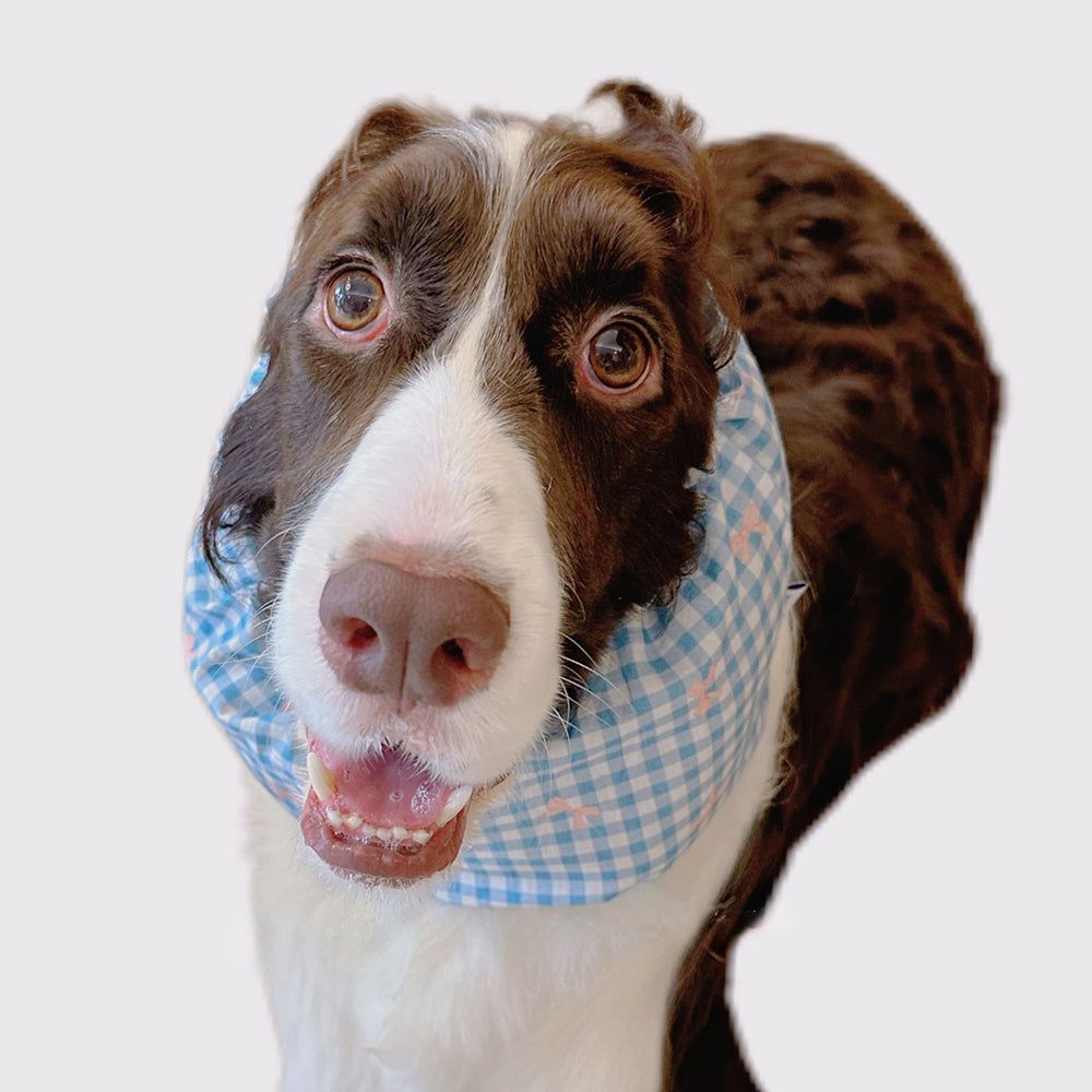 Springer Collie Dog Snoods, Exclusive for Big-headed Dogs